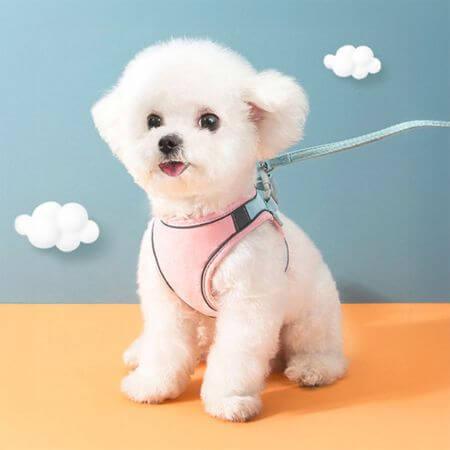 pet-pidea 10 Best Korean Pet Brands to Shop at ARTBOX in 2026